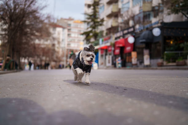 A poodle running toward the camera on the street.
