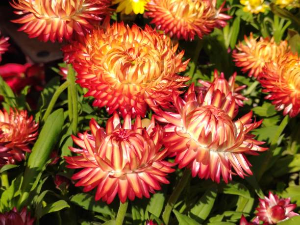 Xerochrysum bracteatum