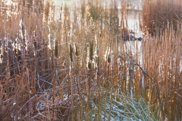 istock Natural winter background. Close-up coastal photo 2202246319