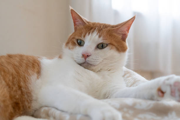 istock A cute cat relaxing in its favorite place 2202249517
