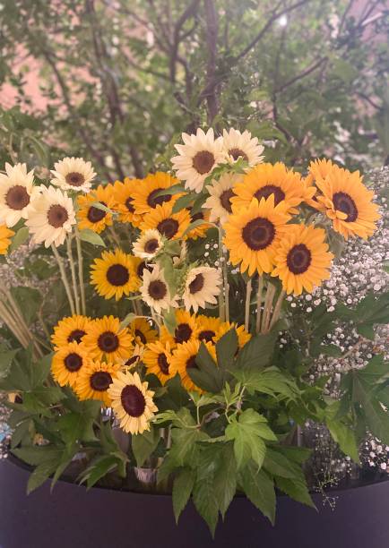 istock Arrangement flower sunflower 2202250154