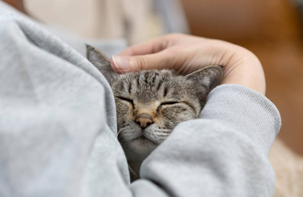 istock Owner hugging his cute cat 2202250952