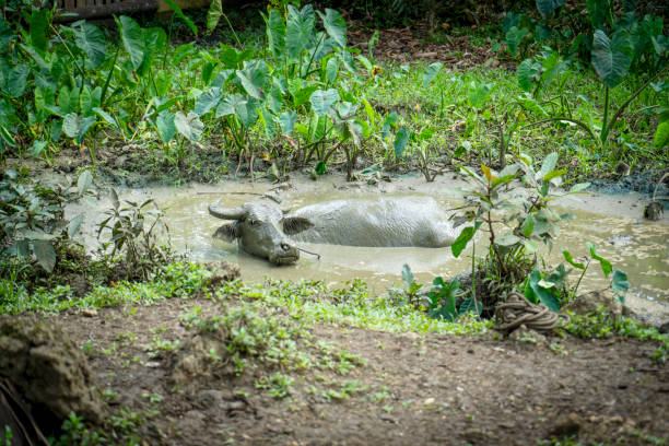 Water buffalo in a muddy pool in Bohol, Philippines.