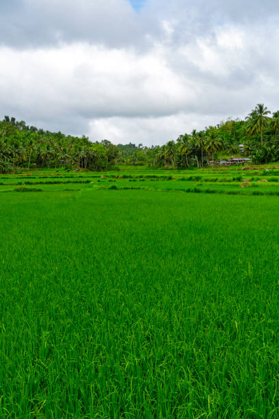 The Chocolate Hills in Bohol.  Rice paddy fields in the shadow of the Chocolate Hills, limestone mounds formed by erosion which are a major tourist attraction.