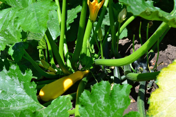 istock Yellow Zucchini in the Garden in shadow 2202253464