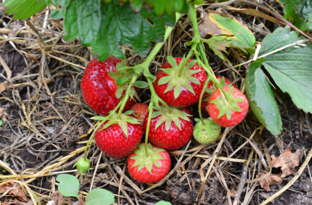 istock red Strawberries on the branch close up 2202253594