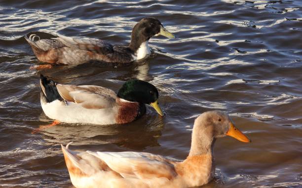 istock Three ducks swimming in a sunlit pond. 2202256401