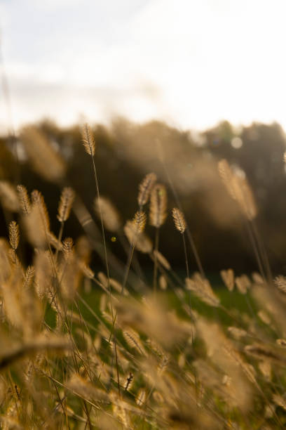 istock grass that changes color in the autumn season in the field 2202257448