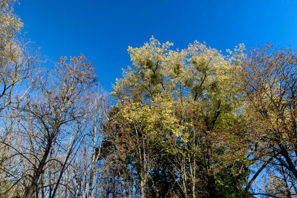 Autumn Trees with Vibrant Color Detail - Vivid autumn hues in Maple and other deciduous trees in Midwest USA.