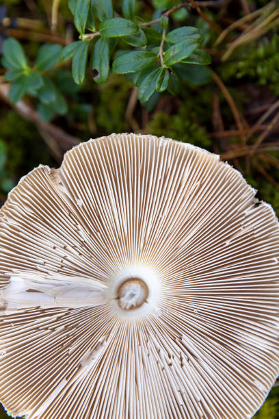 istock old mushrooms in the autumn forest in sunny 2202257650