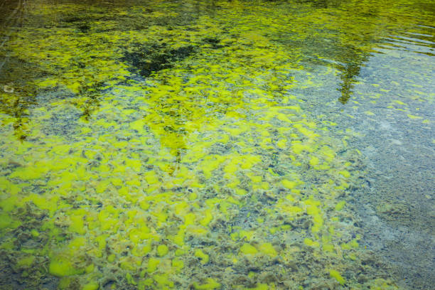 Underwater weeds in the river background
