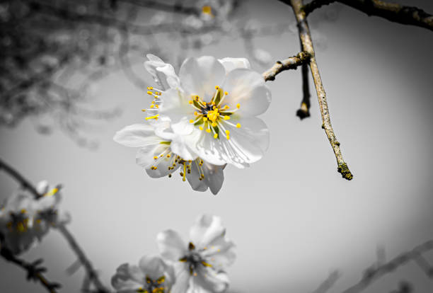 Almond blossom flowers and bee