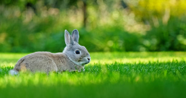 istock A fluffy gray rabbit sits on lush green grass, surrounded by a blurred natural background, creating a peaceful springtime atmosphere. 2202259419