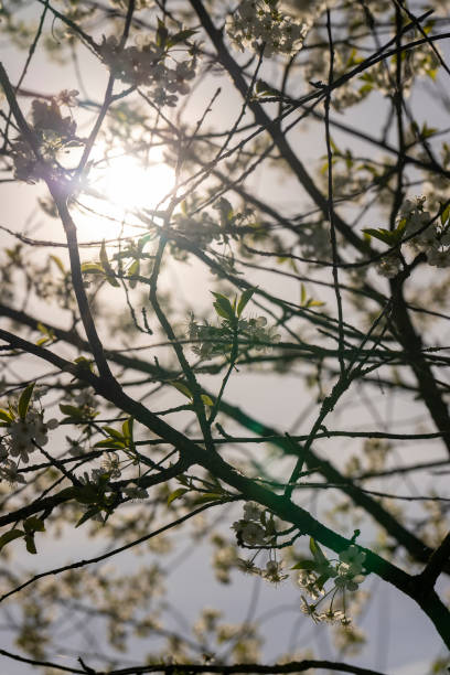 istock sunny weather in an orchard with cherries 2202261637