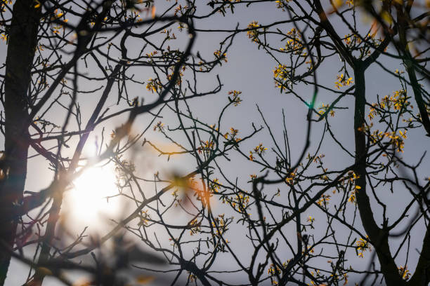 Magnolia in blossom