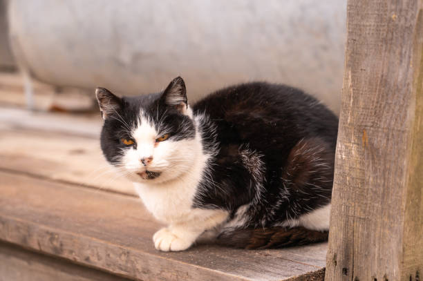 istock black and white village cat sitting on a wooden threshold 2202262389