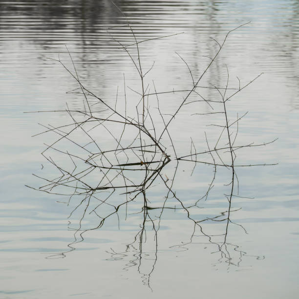istock Etude on lake with twigs symmetrically reflected in water 2202265254