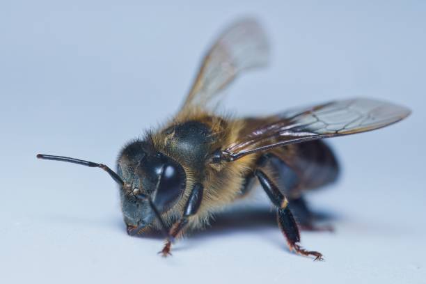 Macro photography of single honey bee, white backdrop, Mahe, Seychelles 1