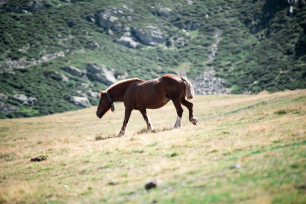 Brown horse with cowbell walking in a mountain pasture during a sunny day, enjoying its freedom and the beauty of nature
