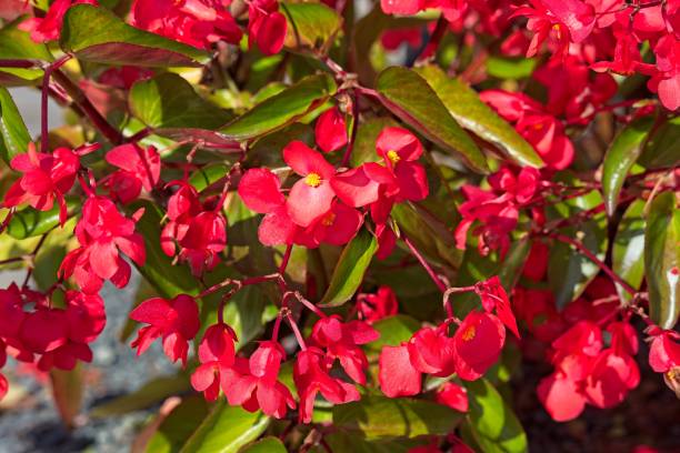 istock Wax begonia - begonia semperflorens. 2202268733