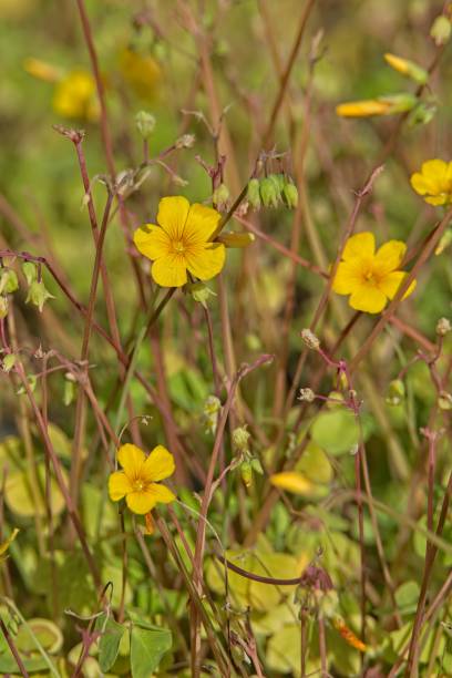 istock Chilean yellow-sorrel - oxalis valdiviensis. 2202268864
