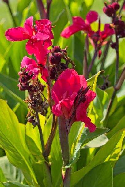 Closeup of canna x generalis or the Canna lilly is a perennial plant.