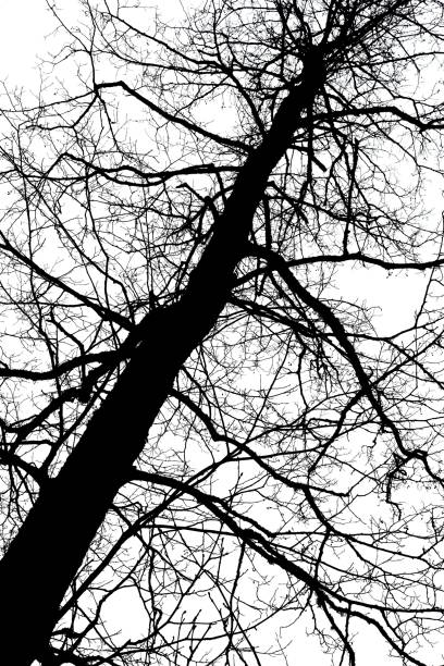 istock Black and white silhouette of tree. 2202270054