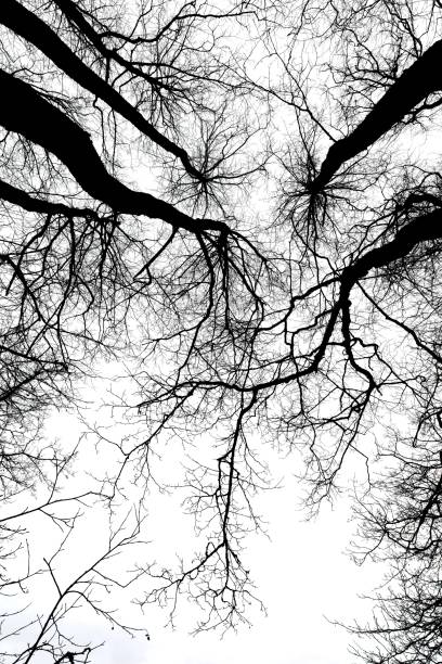 istock Black and white silhouette of trees. 2202270184