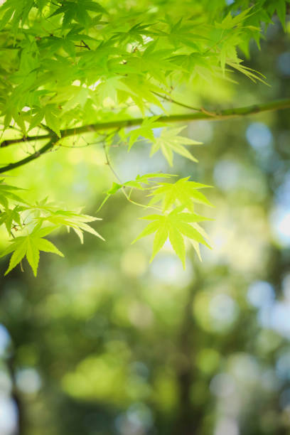 istock Spring, green maple leaves, crisp landscape 2202270415