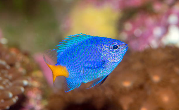 istock Exclusive marine fish in aquarium,Chrysiptera parasema, also known as yellowtail damselfish, yellowtail blue damsel, goldtail demoiselle 2202270773