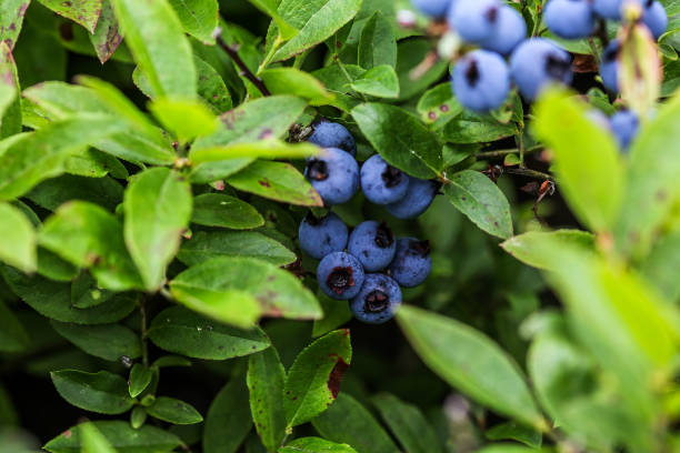istock Blueberries growing on lush green bushes in a summer 2202271349