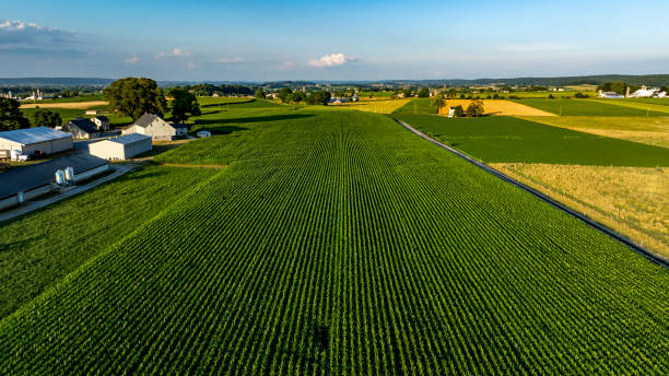 istock Green fields stretch across a rural landscape under a clear blue sky during late afternoon in a peaceful countryside setting 2202273177