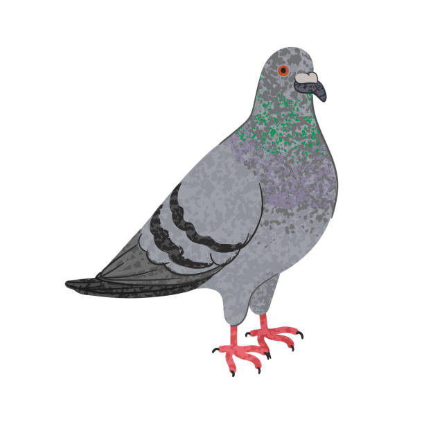 istock Colorful Illustration of Pigeon 2202276718