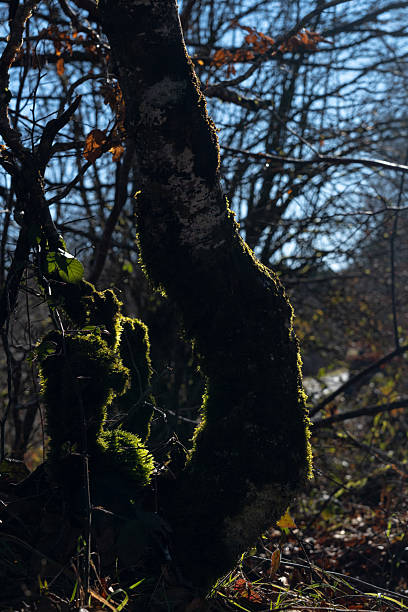istock Ancient Tree Trunk Covered in Lush Green Moss in Forest 2202279254