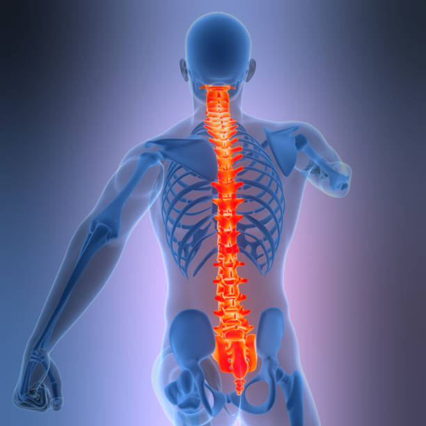 istock Spinal Cord Vertebral Column of Human Skeleton System Anatomy 2202279379