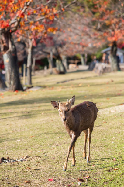 istock Cute deer with little antler walk at Nara Park with colorful maple leaf 2202279956
