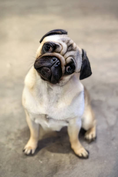 istock Cute puppy pug dog  looking at camera 2202281280
