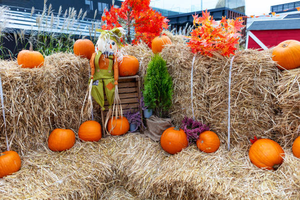istock Scarecrow Watching Over a Vibrant Pumpkin Patch in the Autumn Field 2202282163