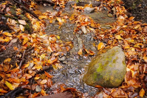 This is a photograph of fall leaves caught in the rocks as water from Gill Brook passes over in the Adirondack Mountains in New York.