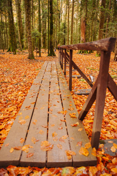 A wooden bridge in the autumn forest. arrangement of convenient walking routes for tourists in the park or in the forest. Fallen leaves cover the ground.