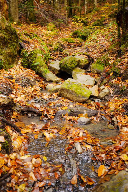 Colorful Fall Colors in Tennessee in October  2025.