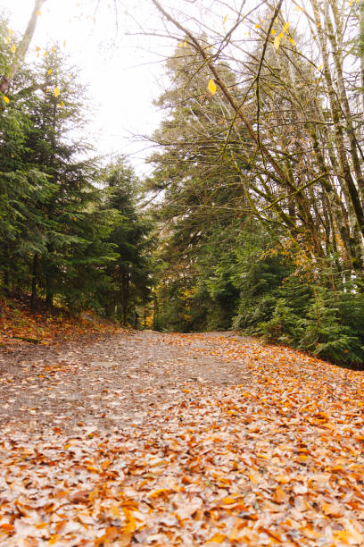 A path covered with autumn leaves between fir trees in the forest. walks away from the city. The beauty of nature.