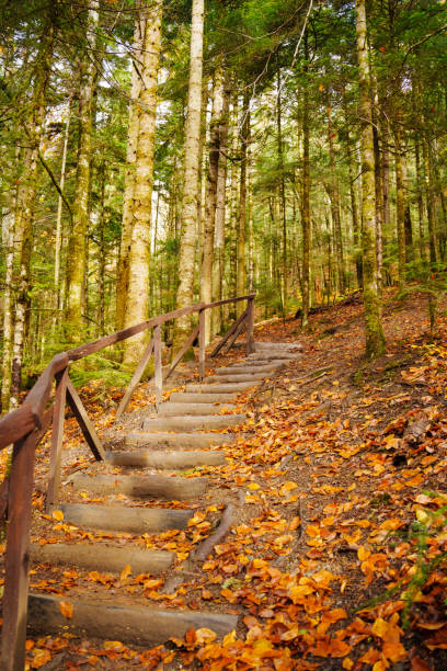 istock A wooden steps in the autumn forest. 2202285017