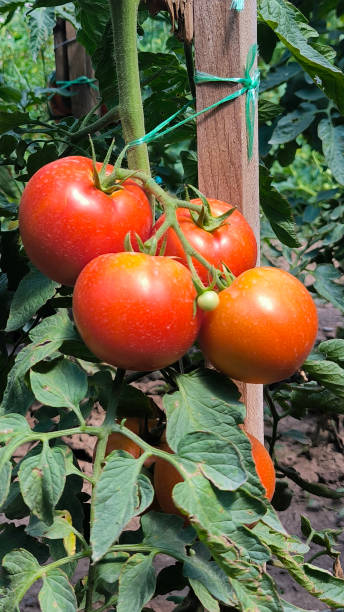 istock tomato plants growing in the garden 2202285421