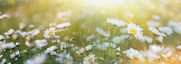 istock Daisy flower, selective and soft focus on daisies flowers, beautiful nature in spring, daisy flowers lit by sunlight 2202287207
