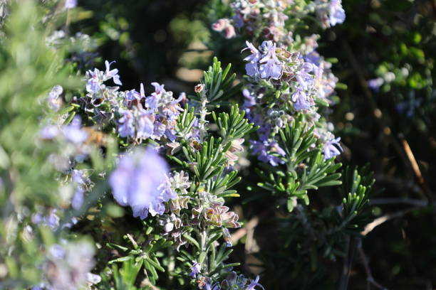 istock Rosemary purple flowers 2202287257