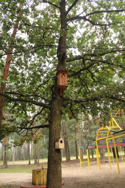 istock a birdhouse, a house for a bird, a feeder on a tree. Caring for birds 2202288567
