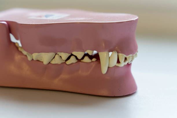 Photo of the newly prepared upper jaw tooth model