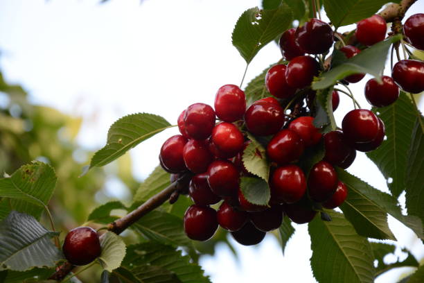 istock A bunch of cherries shot against the sky 2202291027