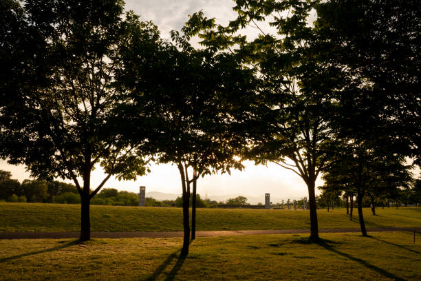 Sunset in the park with trees and grass in the foreground.
